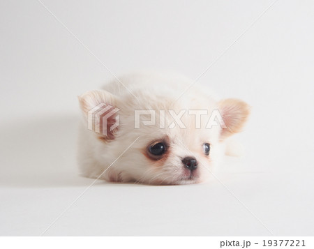 チワワ 犬 伏せ 伏せるの写真素材 - PIXTA