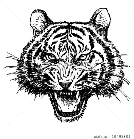 angry tiger face drawings