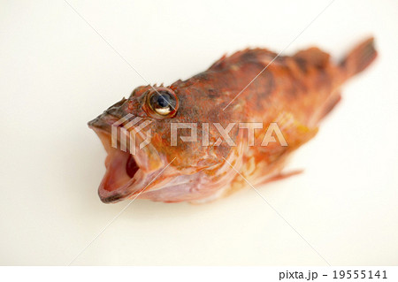 ホゴ 魚の写真素材