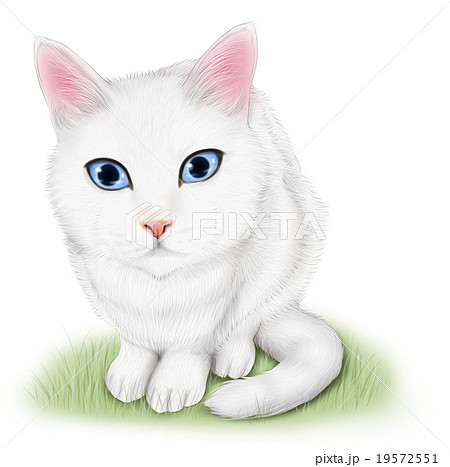 白猫 猫 リアル Catのイラスト素材