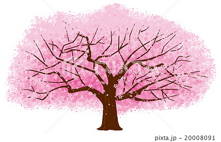桜 枝 幹 木のイラスト素材 - PIXTA