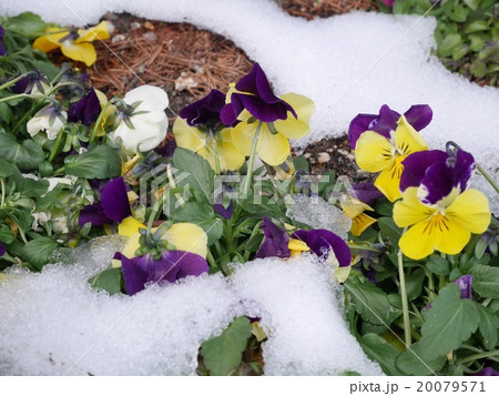 パンジー 黄色 冬 雪の写真素材
