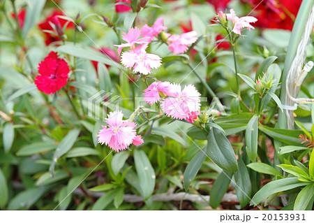 花壇 花 テルスター ナデシコ科の写真素材