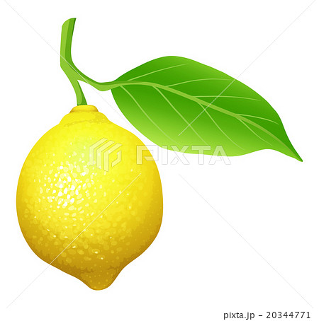 檸檬 レモン 葉っぱ 葉のイラスト素材