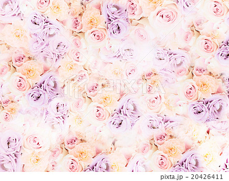 薔薇 花 紫薔薇 壁紙の写真素材