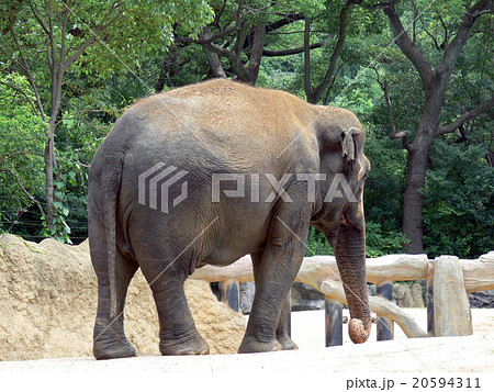 象 後姿 動物園 おしりの写真素材 象 後姿 動物園 おしりの写真素材