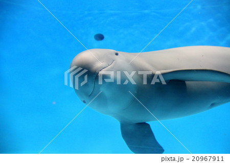 スナメリ 可愛い 動物 生物の写真素材