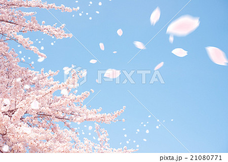 サクラ吹雪 合成 桜 快晴の写真素材