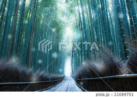 竹林の小径 雪 の写真素材