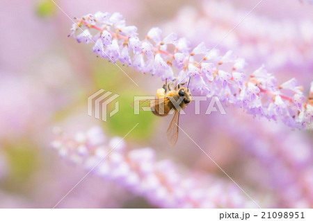 メイフラワー 花の写真素材