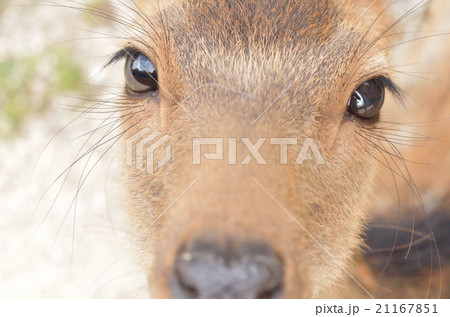 瞳 目 動物 鹿の写真素材