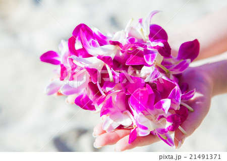 ハワイ オーキッド 花 フラワーの写真素材