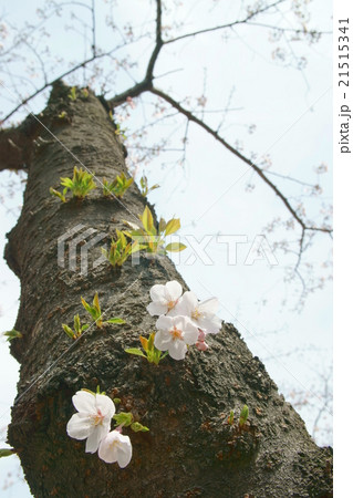 胴吹き桜の写真素材