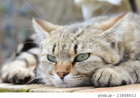 猫 ふて寝 顔 動物の写真素材