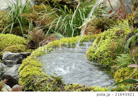 蹲 植物 つくばいの写真素材 - PIXTA