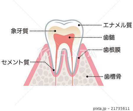 歯の構造のイラスト素材