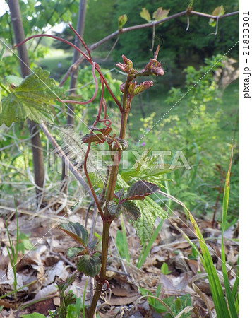 ヤブガラシ 野草 雑草 山菜の写真素材