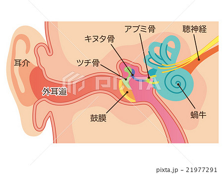 耳小骨 耳に入った音の振動は ＃耳小骨 で20倍にされて伝わります。耳小骨を