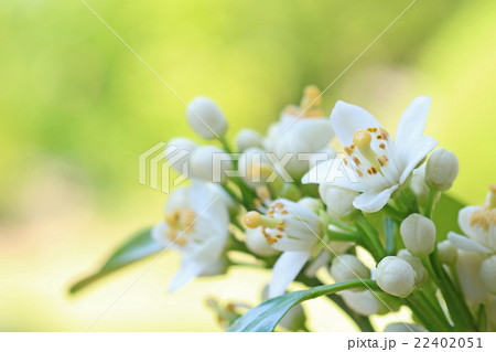 75 蜜柑 花 美しい花の画像
