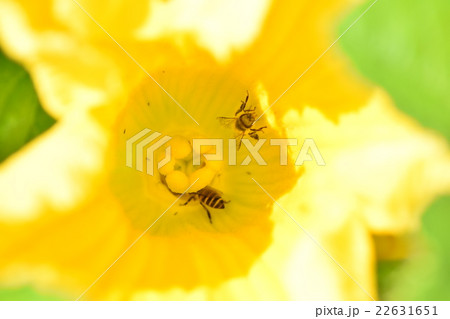 カボチャの花粉の写真素材