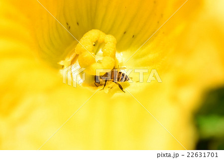カボチャの花粉の写真素材