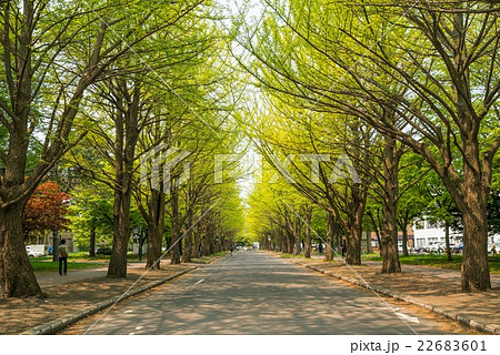 北海道大学 イチョウ並木 新緑 銀杏並木の写真素材