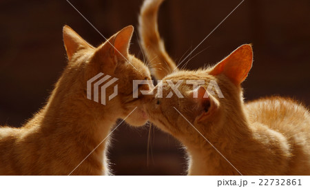 猫 キス 茶トラ 動物の写真素材