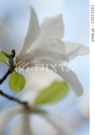 儚い 花 美麗の写真素材