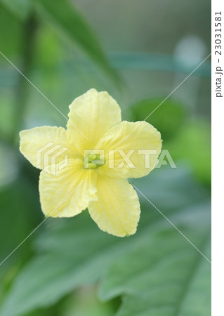 雌花 ツルレイシ 花 植物の写真素材
