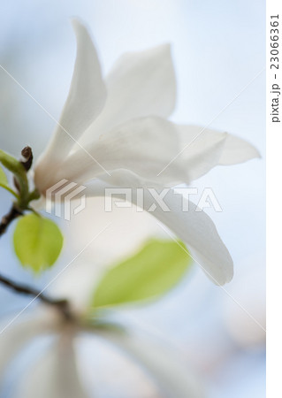 儚い 花 美麗の写真素材