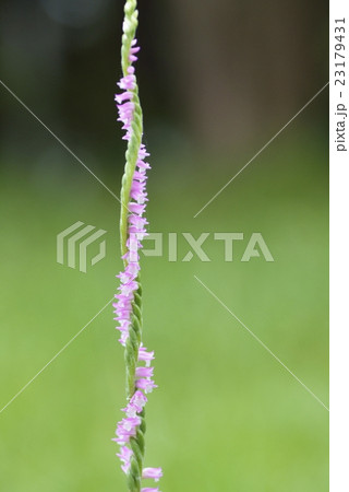 もぢずりの写真素材