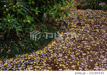 花筵の写真素材 花筵の写真素材