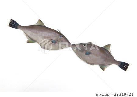 ウマズラハギ 魚 白バック ハゲの写真素材