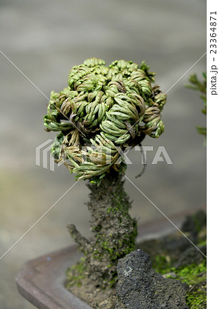 イワヒバ 盆栽の写真素材 - PIXTA