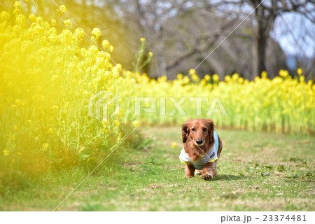 ミニチュアダックス 菜の花畑 犬 花畑の写真素材
