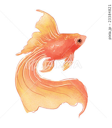金魚 挿絵のイラスト素材