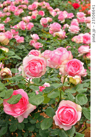 ヒストリー バラ バラ科 つる植物の写真素材