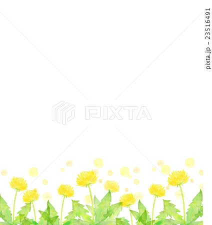 たんぽぽ 花 植物 春のイラスト素材