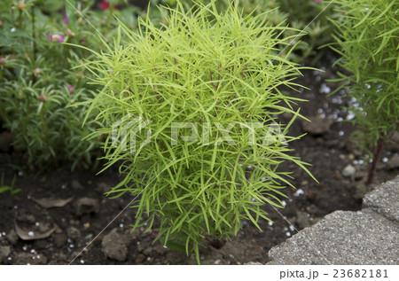 コキア ほうきぎ 花言葉 恵まれた生活の写真素材