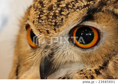 かっこいいフクロウの写真素材