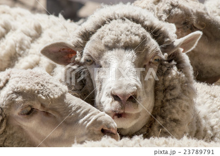 羊 動物 顔 正面 アップの写真素材