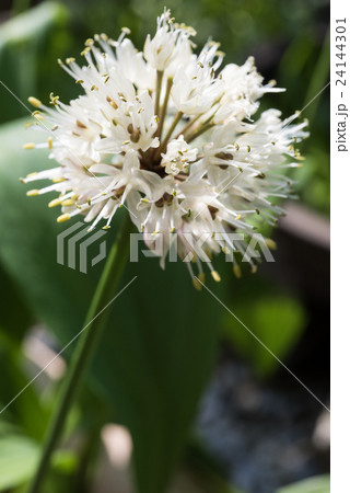 ギョウジャニンニクの花の写真素材