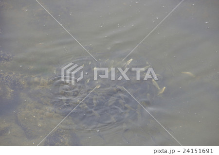 海水魚 ボラ イナの写真素材 - PIXTA
