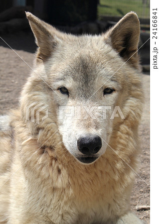 オオカミ 動物園 正面 狼の写真素材