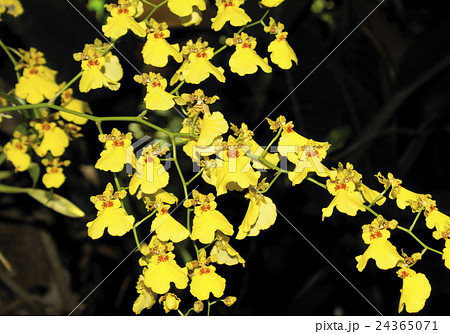 オンシジュウム 洋蘭 黄色 小花の写真素材
