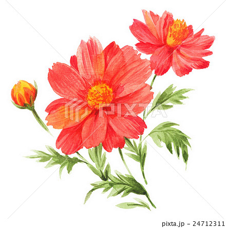美しい花の画像 ぜいたく花 コスモス 色鉛筆 イラスト