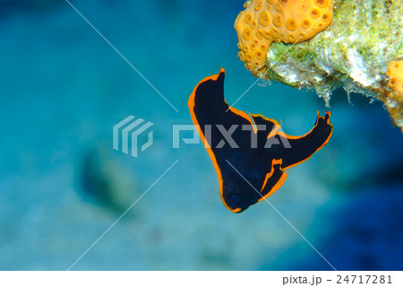 ツバメウオの幼魚の写真素材