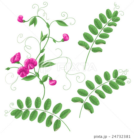 カラスノエンドウのイラスト素材