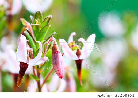 花 ツルコケモモ 蕾 クランベリーの写真素材