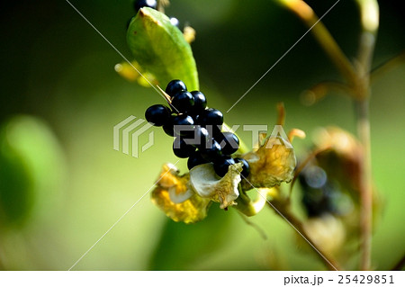 ぬばたま 植物の写真素材